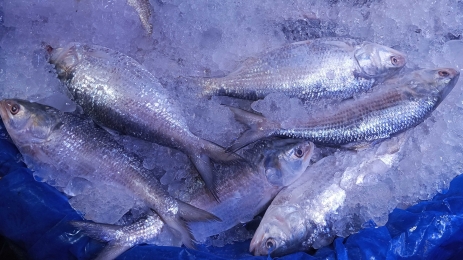 ভরা মৌসুমেও চড়া ইলিশের দাম 